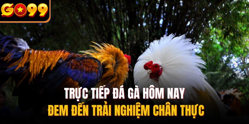 Trực tiếp đá gà hôm nay đem đến trải nghiệm chân thực